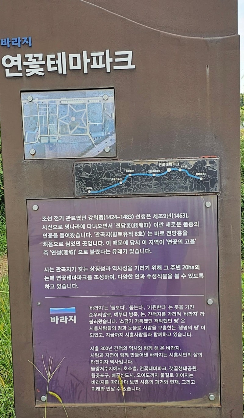 시흥 관곡지 나들이 (ft.연꽃테마파크)